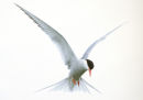 Arctic tern
